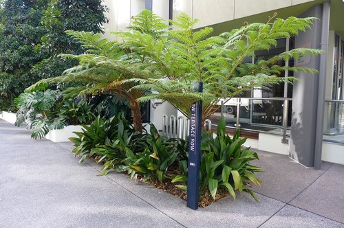 Live plant 1ft cyathea cooperi - plant,
