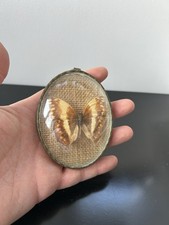 CADRE PAPILLON NATURALISÉ