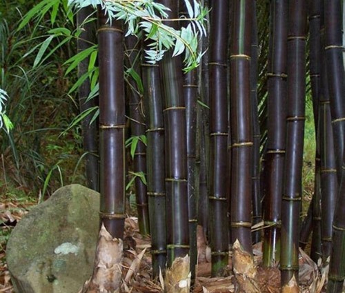 Seeds bamboo phyllostachys - bamboo, "phyllostachys