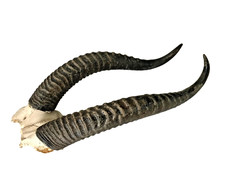 Cornes d'antilope Afrique, Trophée Chasse Décoratif, Cabinet De Curiosité  33cm