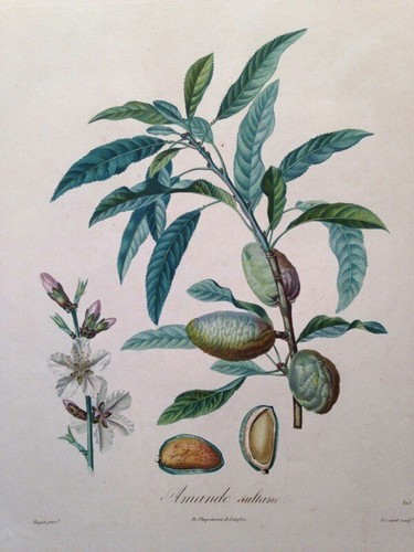 Poiteau pomologie - poiteau,, la