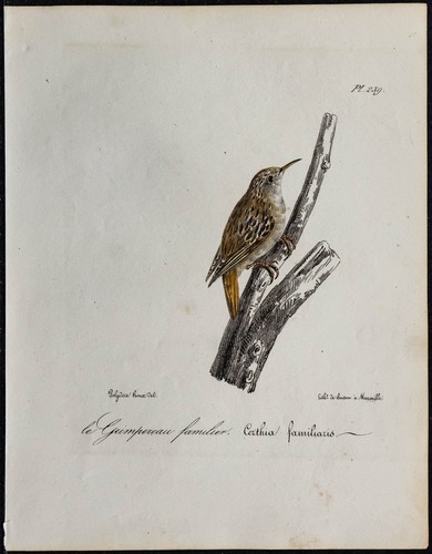 1830 grimpereau des - grimpereau,