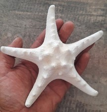 curiosité , taxidermie 