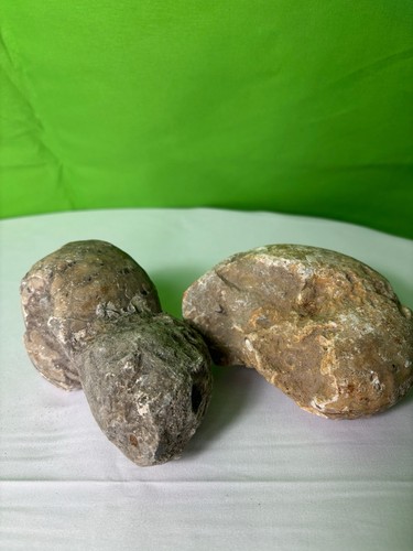 Nigerian ammonite fossils - nigerian,