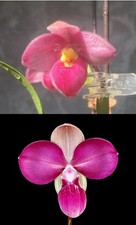 Phragmipedium Anthony Omeis x