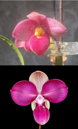 Phragmipedium anthony omeis - omeis, x
