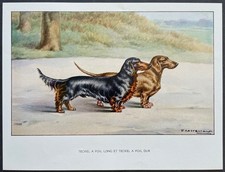 Teckel à poil long Reproduction couleur 1960 François Castellan