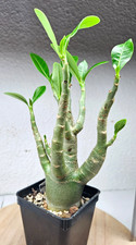 Adenium arabicum