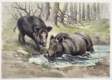 Sangliers Sanglier / Engelhart