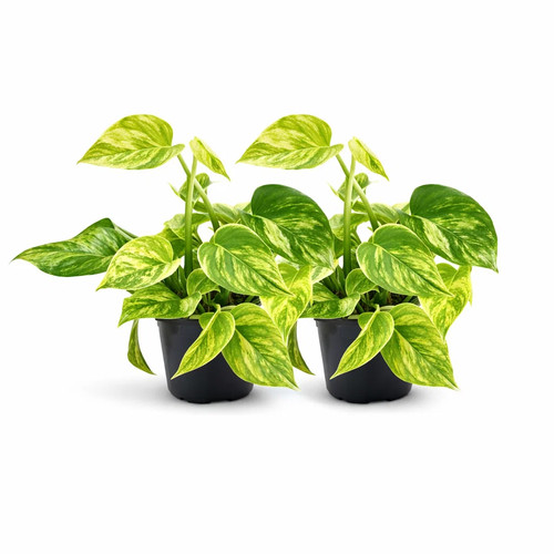 Plantes intérieur - 2,