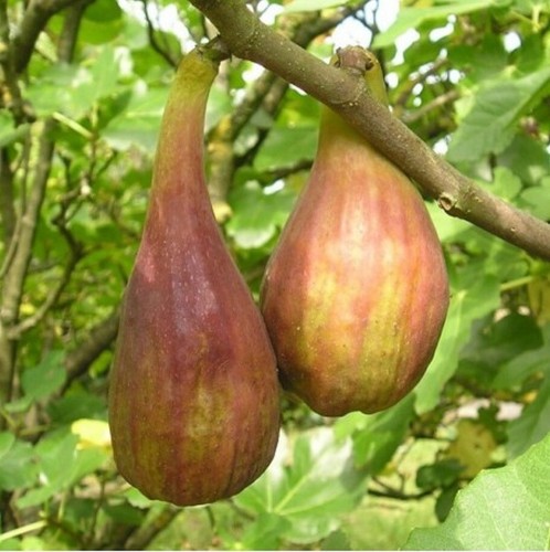 Ficus carica longue août - ficus,