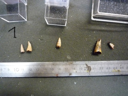 Fossile dents de crocodile - de,