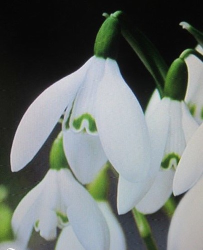Perce neige galanthus - -,