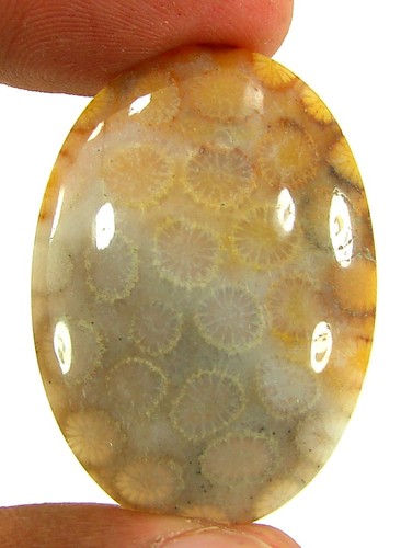 Corail fossile - ct,