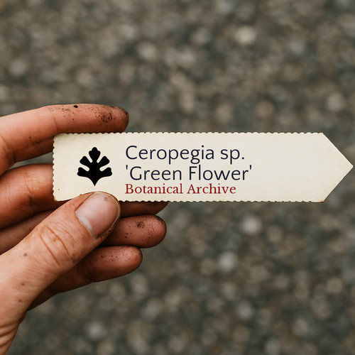 ceropegia