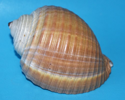 Sea shell coquillages - shell,