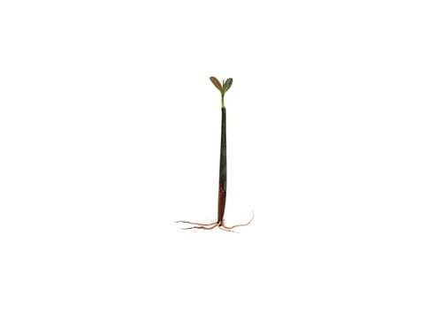 Mangrove red rhizophora - mangrove, (rhizophora