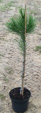 Pinus pinea 'Silver Crest'® /
