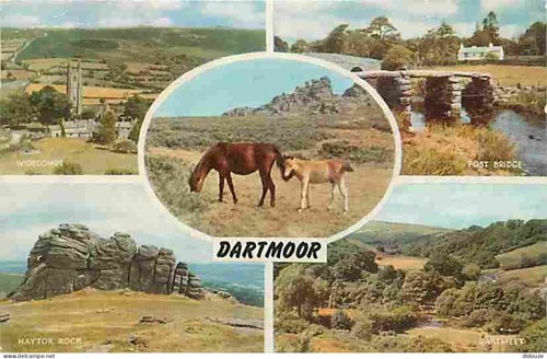 Carte postale animaux - postale,