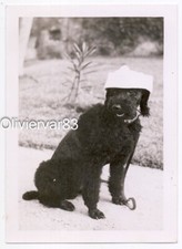 Vintage photo - black poodle dog sitting with weird hat