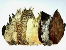 Plumes de Cou de Coq pour