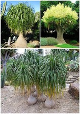 10 graines Nolina recurvata, Beaucarnea recurvata, mangeur,seed succulents F