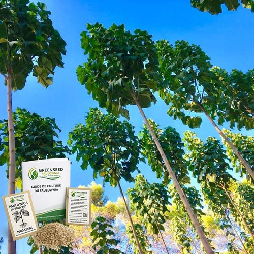 Graines paulownia z07 shantong - graines,