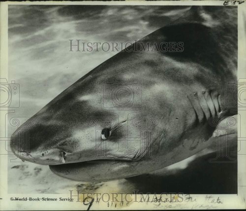 1970 press photo tiger - 1970, shark