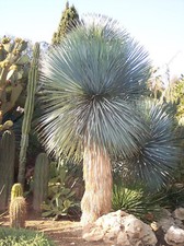 Graines fraiches yucca - 30,