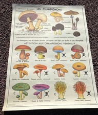 affiche scolaire "LES CHAMPIGNONS - LES VÉGÉTAUX " botanique fleur an 60 n°2