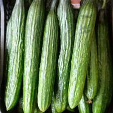15 Graines de Concombre vert long maraicher
