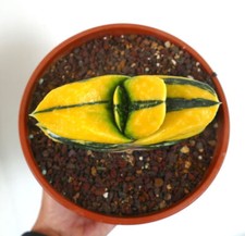 Gasteria armstrongii cv ZEUS