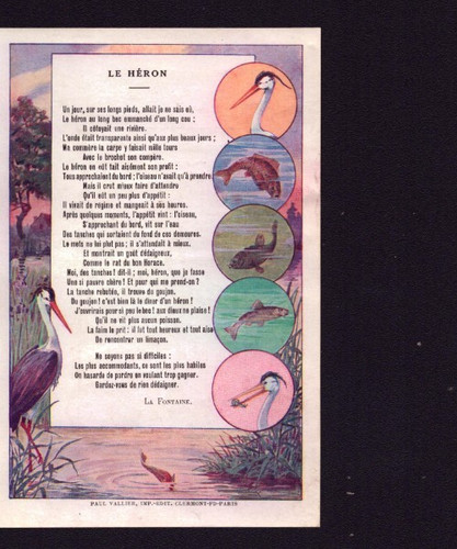 Poix image chicoree - poix,