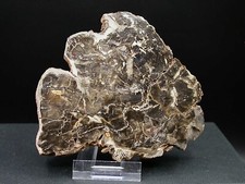 BOIS FOSSILE (SILICIFIÉ