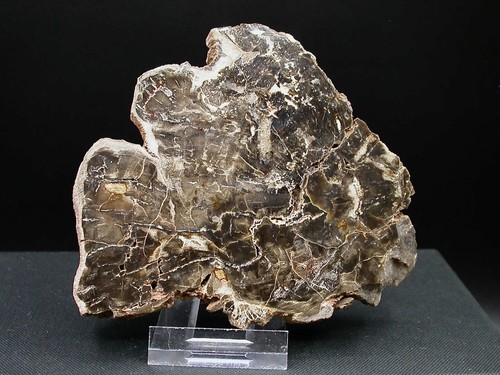 Bois fossile silicifié - bois, (silicifiÉ