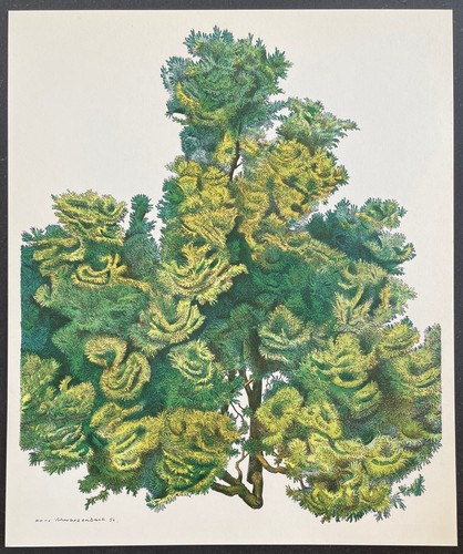 Botanique hinoki - botanique,