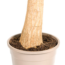 Beaucarnea Recurvata Pied D'Éléphant 90-100 CM Haut Avec Tronc Ø24 CM - Facile