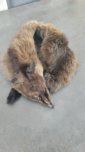 Fourrure renard tour de - fourrure, col