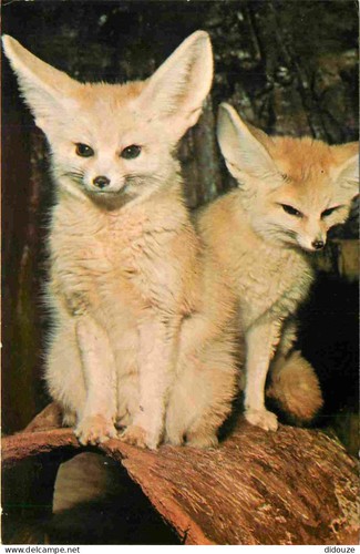 Carte postale animaux - animaux,