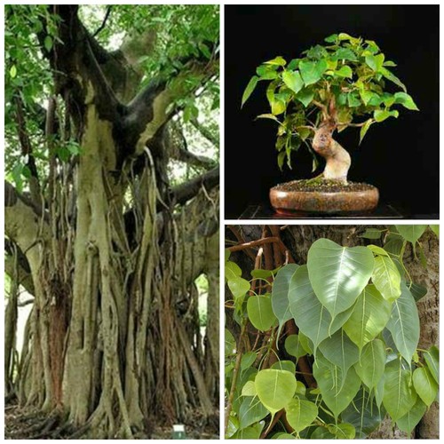 Graines ficus religiosa - de,