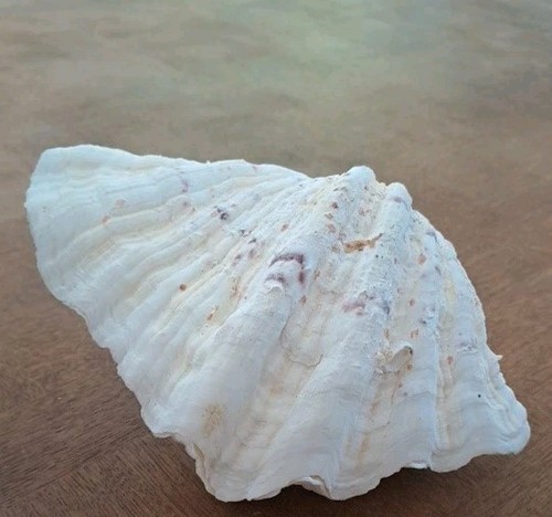 Ancien coquillage bénitier - ancien,