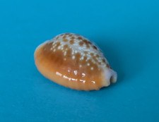 Cypraea helvola helvola 16,8