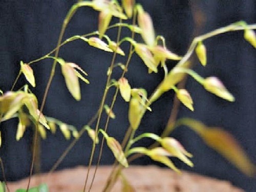 Bin pleurothallis grobyi - bin-,