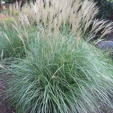 Miscanthus sinensis 'Adagio' - Roseau de Chine compact