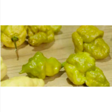 PEPPER X UNOFFICIAL WORLD HOTTEST PEPPER - 10 graines, 3,180,000 SHU + G+cadeau