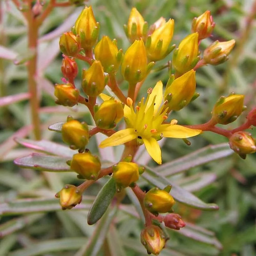 Sedum kamtschaticum