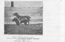 CP BRAQUE ALLEMAND REVUE CANINE ILLUSTREE - CHIEN - 35923