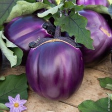 Lot De 25 Graines Aubergine Violetta Di Firenze Fruits ENORMES Graines Seed