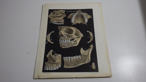 1850 lithographie couleur - 1850.lithographie,