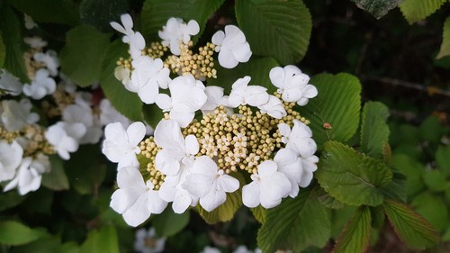 Viburnum plicatum lanarth - viburnum, /
